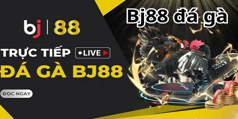 Đá gà live cực sôi động tại nhà cái trực tuyến Bj88